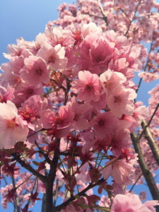 Неймовірна Японія – плануй зустріти ханамі разом з японцями