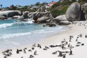 Довга дорога в країну пінгвінів та чудових краєвидів