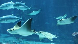 Найкращі Підводні Ресторани Найкращі Підводні Ресторани