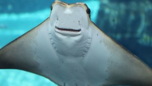 Найкращі Підводні Ресторани Найкращі Підводні Ресторани