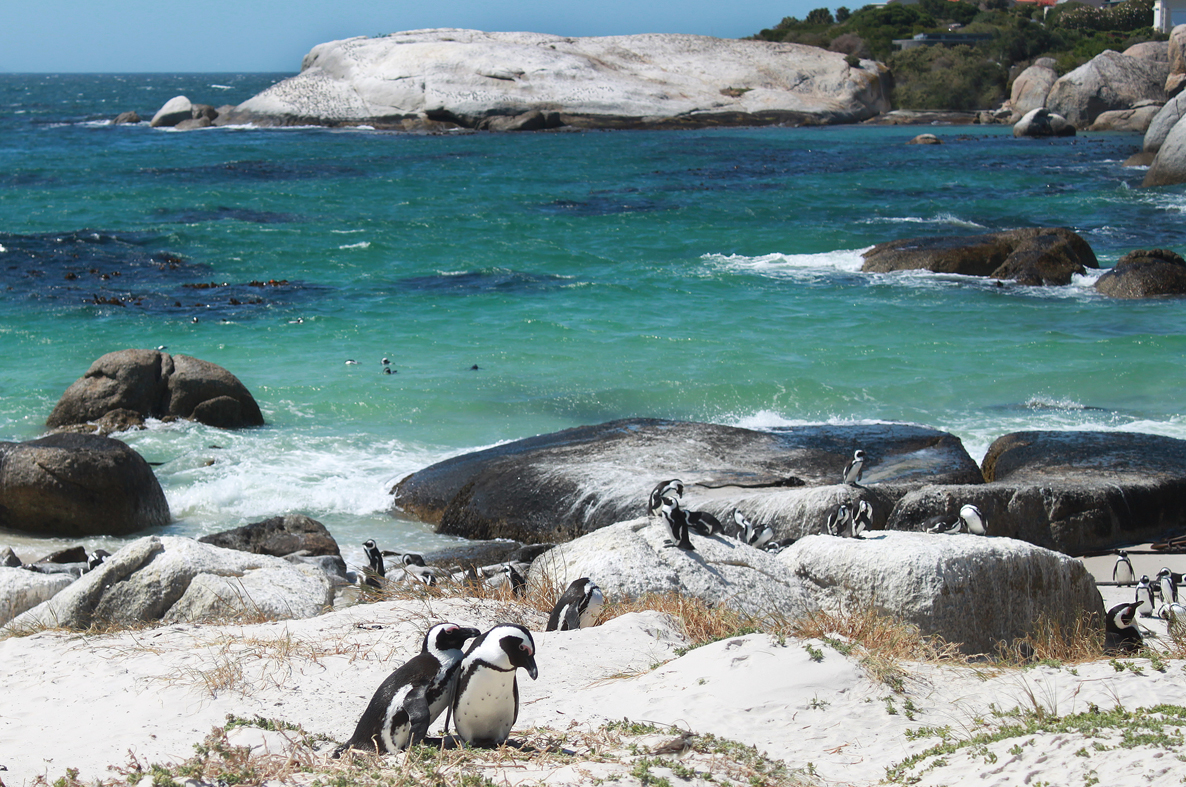 Довга дорога в країну пінгвінів та чудових краєвидів