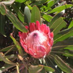 The long way to the country of penguins and breathtaking views