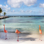 Аруба – назустріч з рожевими фламінго