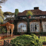 Справжня казка про жирафів