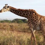 African Safari, Kenya, 6 days