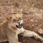 African Safari, Kenya, 4 days